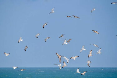 【空席あり】5/9（土）リチャード・バック『かもめのジョナサン《完成版》』～自由、やがて神格化・偶像崇拝、そして復活へ【初心者大歓迎】